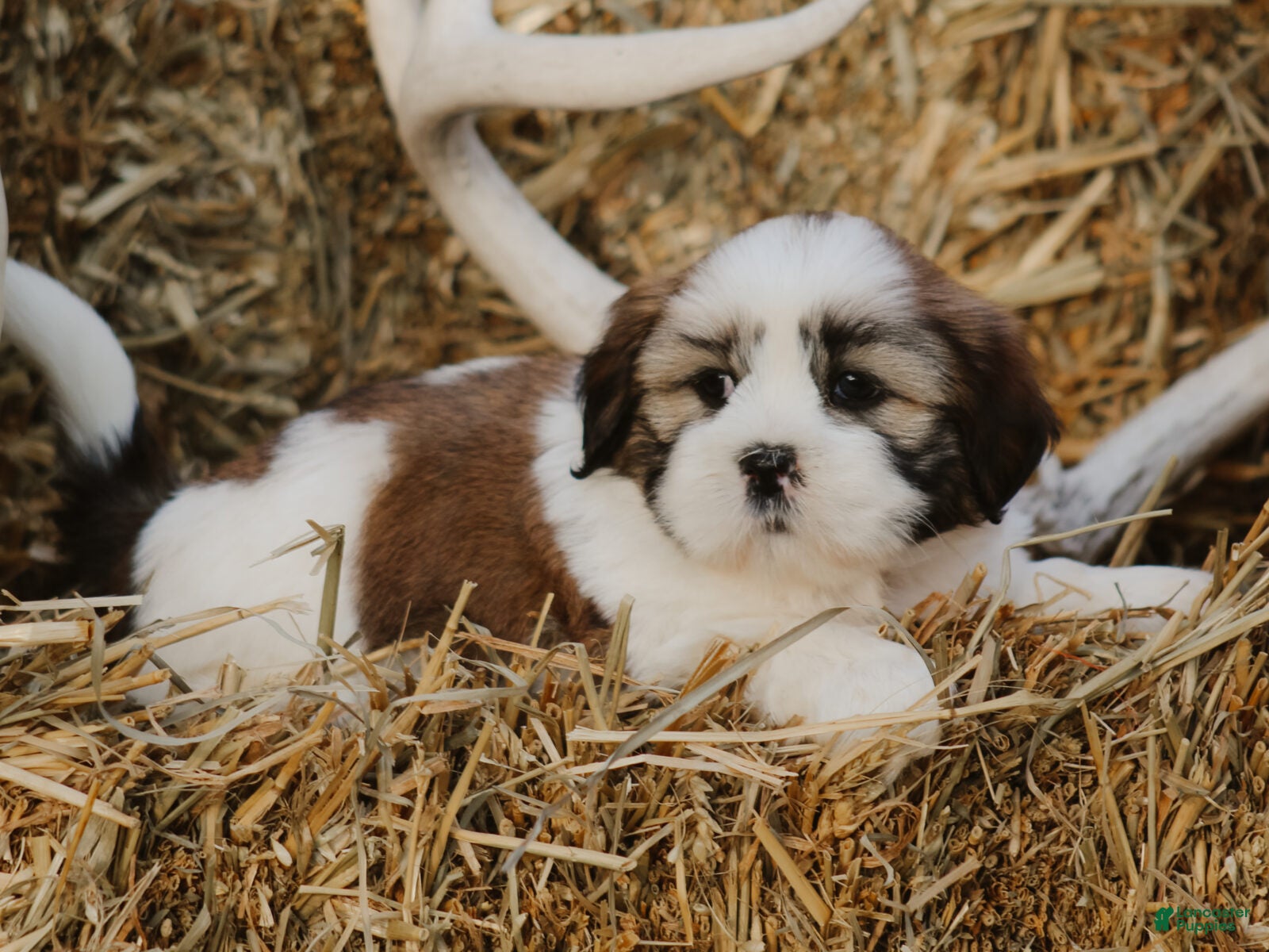 Lhasa Apso dogs Harry - Ad 2