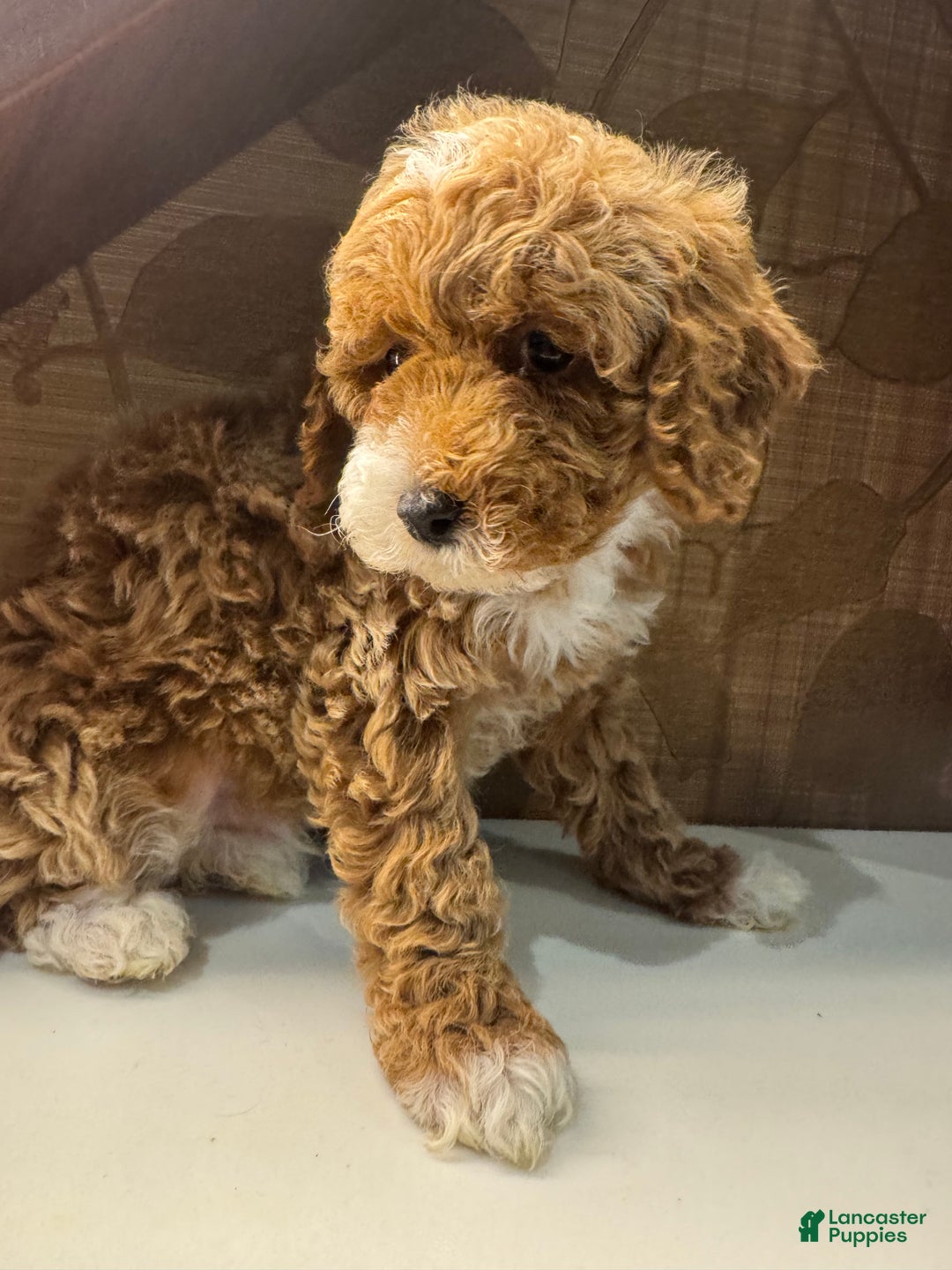 Toy Poodle dogs for sale: Cappuccino - Ad 3