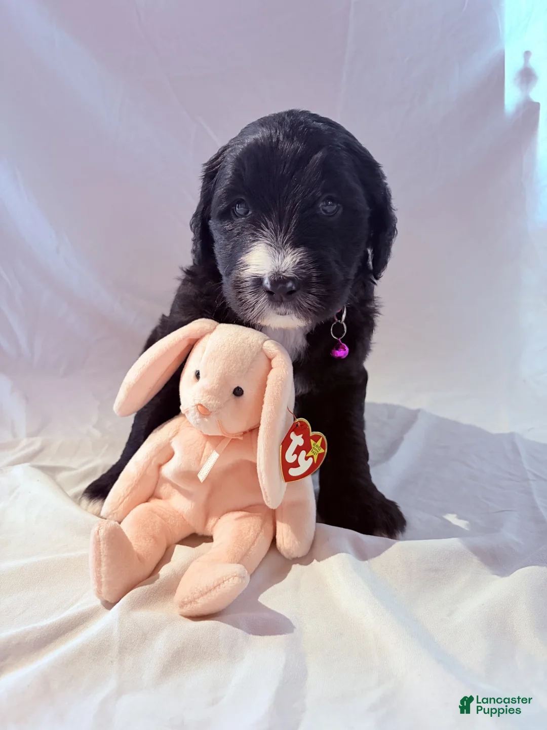 Mixed Breed dogs for sale: Estrella/Star - Ad 2