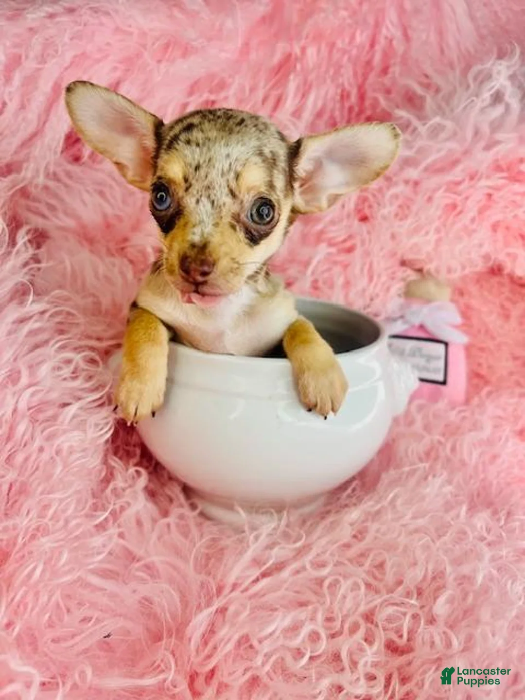 Chihuahua dogs for sale: Chihuahua 2 - Ad 1