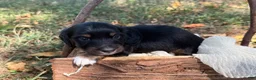 Miniature Dachshund dogs for sale: Black Boy - Ad 5