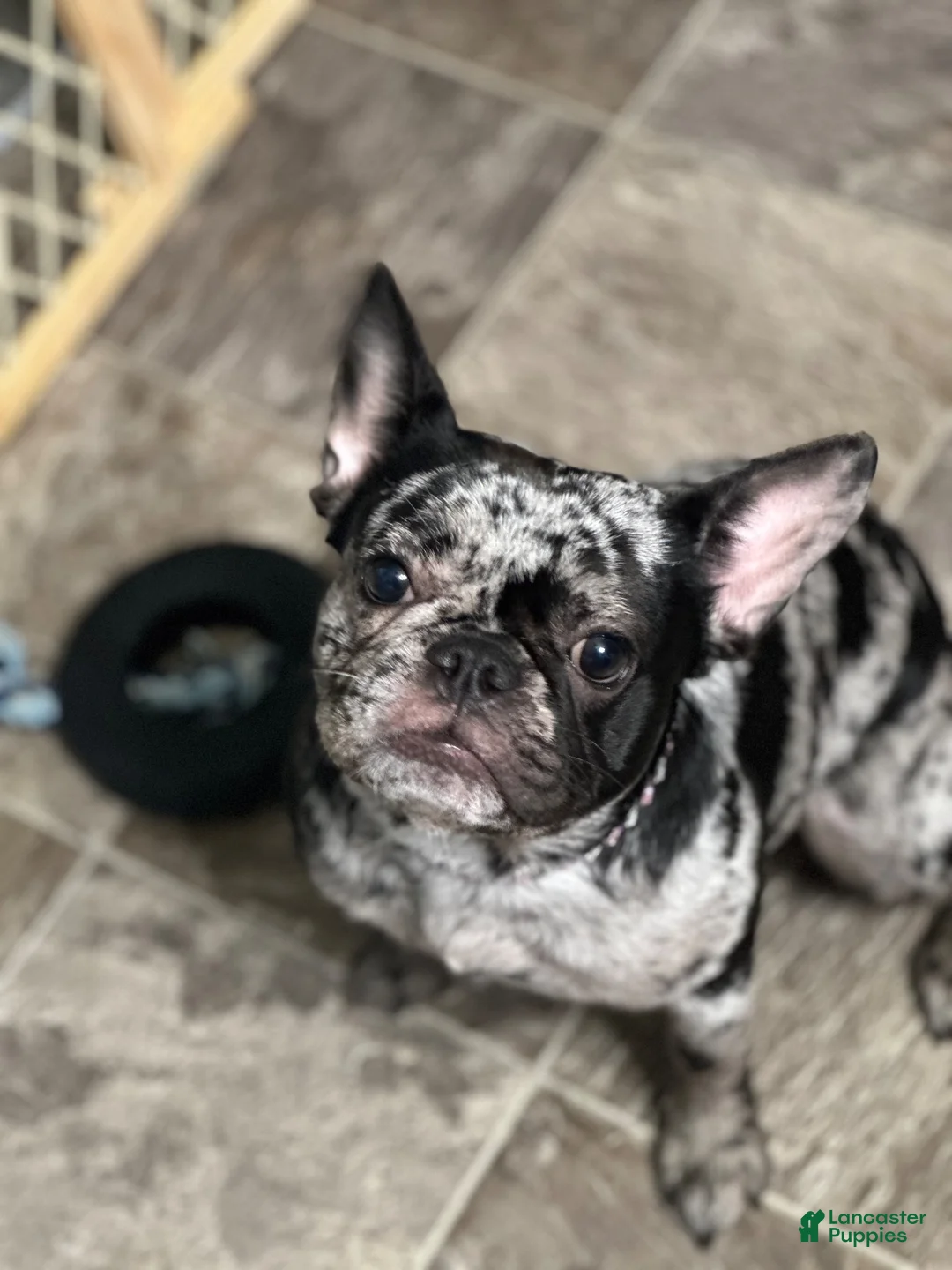 French Bulldog dogs for sale: French Bulldog 1 - Ad 2