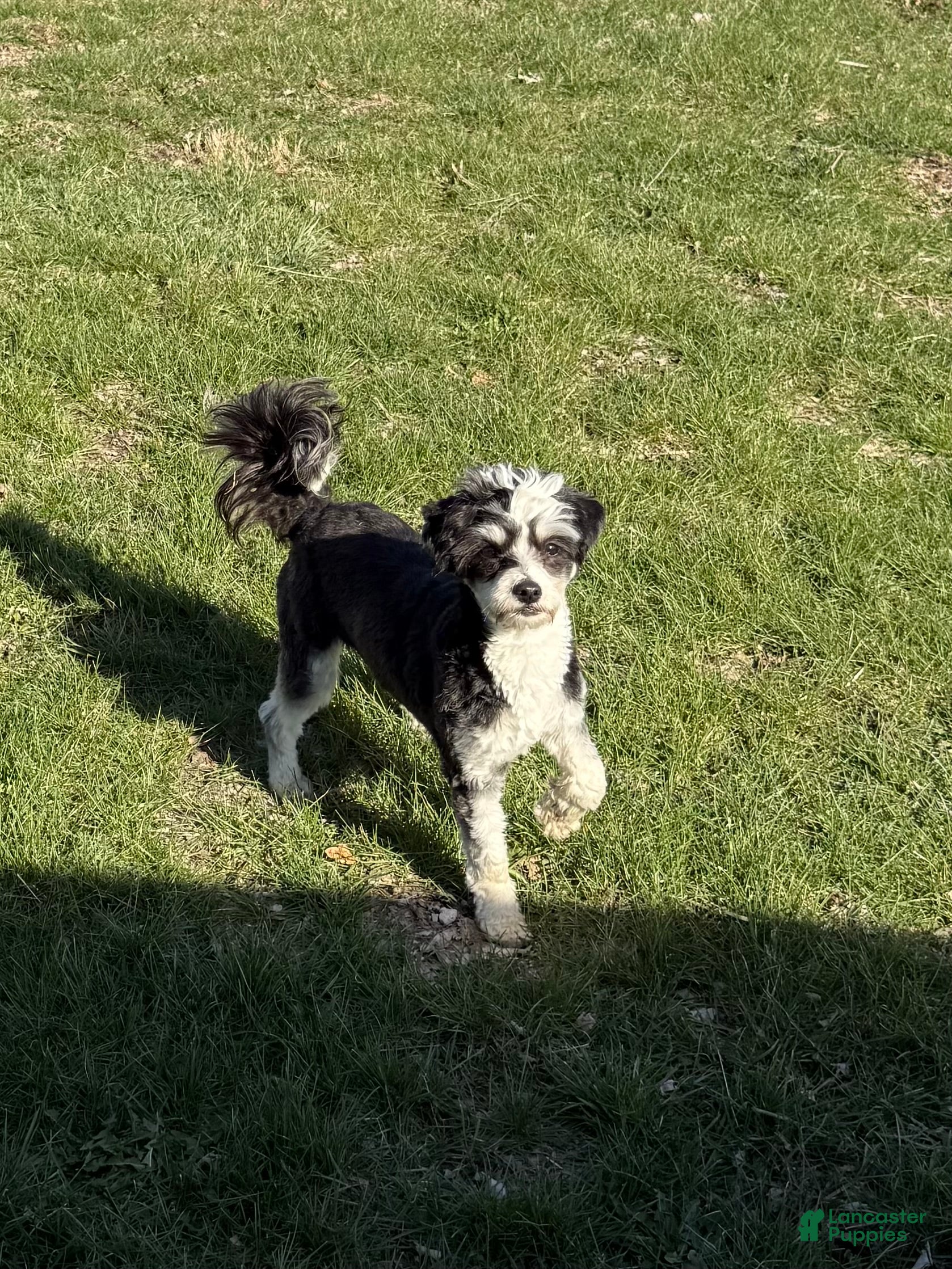 Chinese Crested dogs Jovie - Powderpuff Chinese Crested - Ad 3