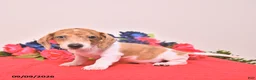 Miniature Dachshund dogs for sale: Walter - Ad 3