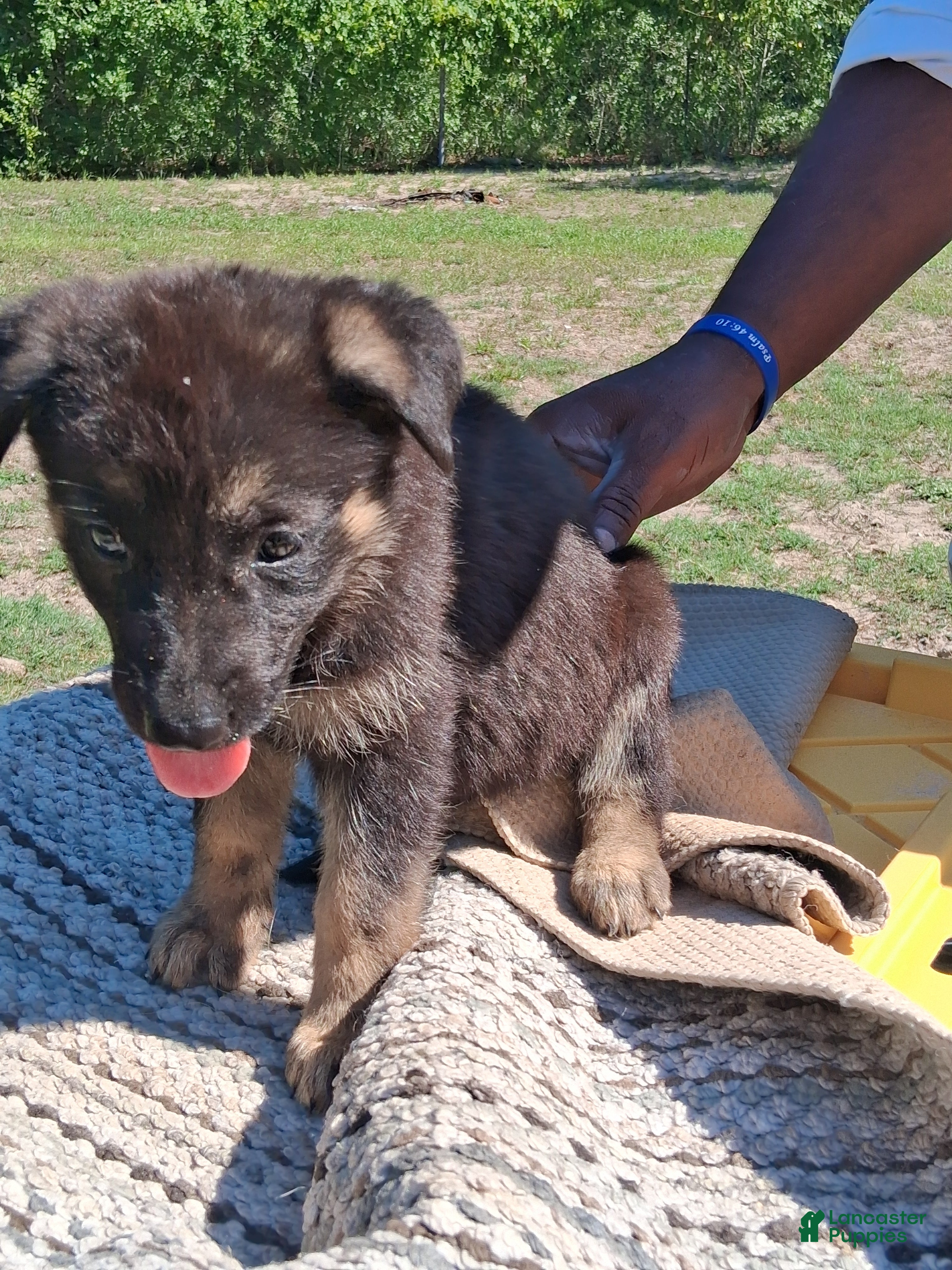 German Shepherd dogs German Shepherd Puppy 1 - Ad 2