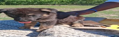 German Shepherd Puppy 1
