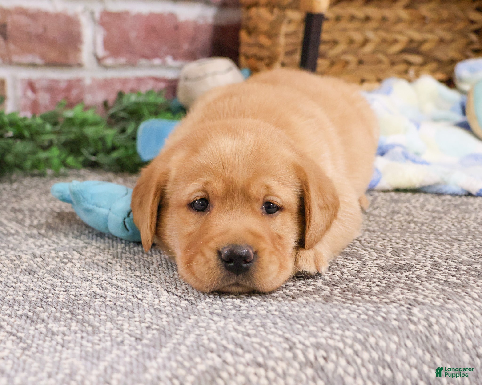 Labrador Retriever dogs Lucas  - Ad 23