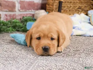 Labrador Retriever dogs Lucas - Ad 23