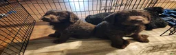Labradoodle dogs for sale: Labradoodle chocolate black collar - Ad 10