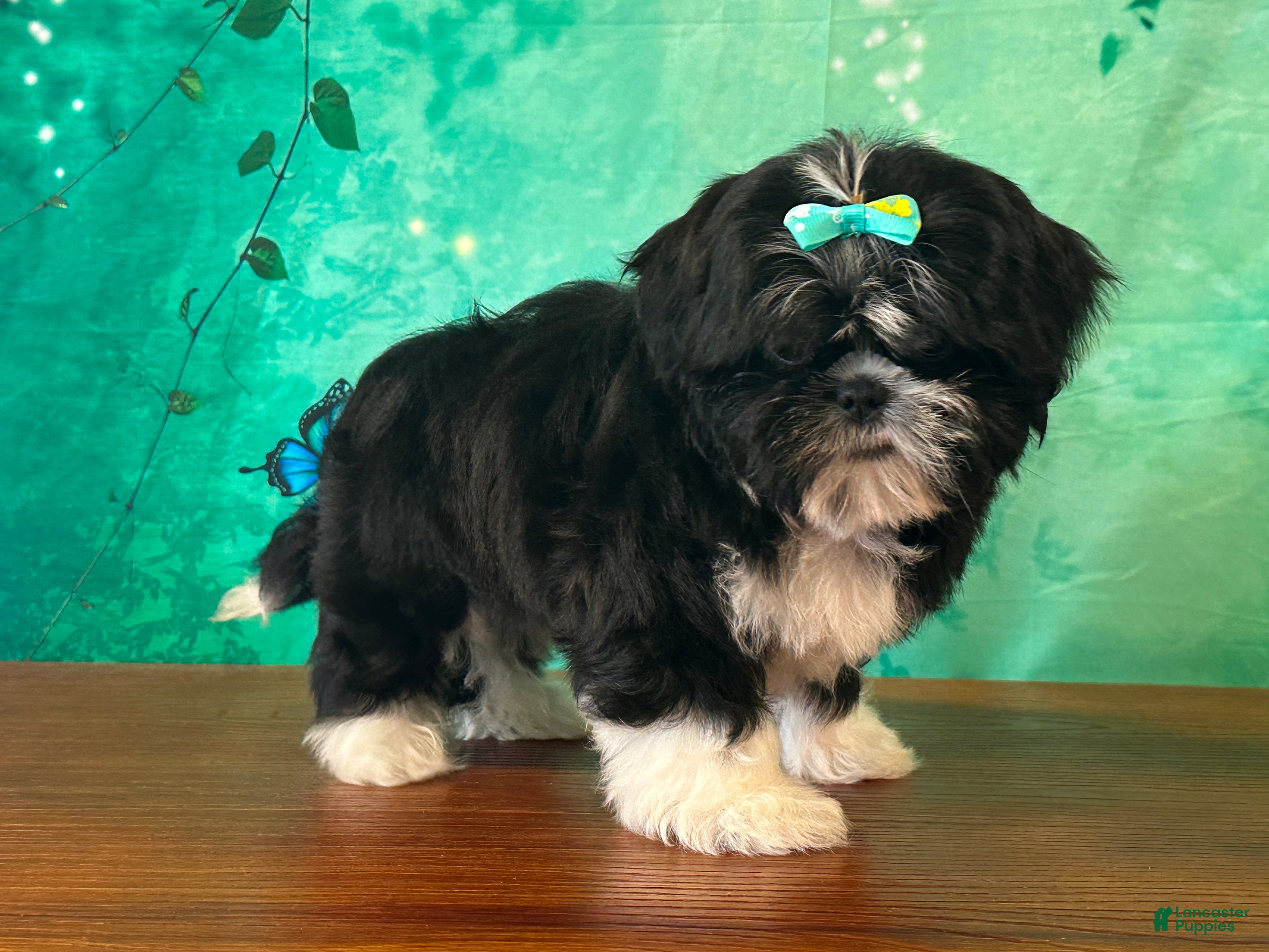 Shih Tzu dogs Honey - Ad 2
