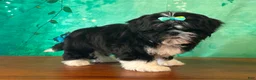 Shih Tzu dogs for sale: Honey - Ad 2