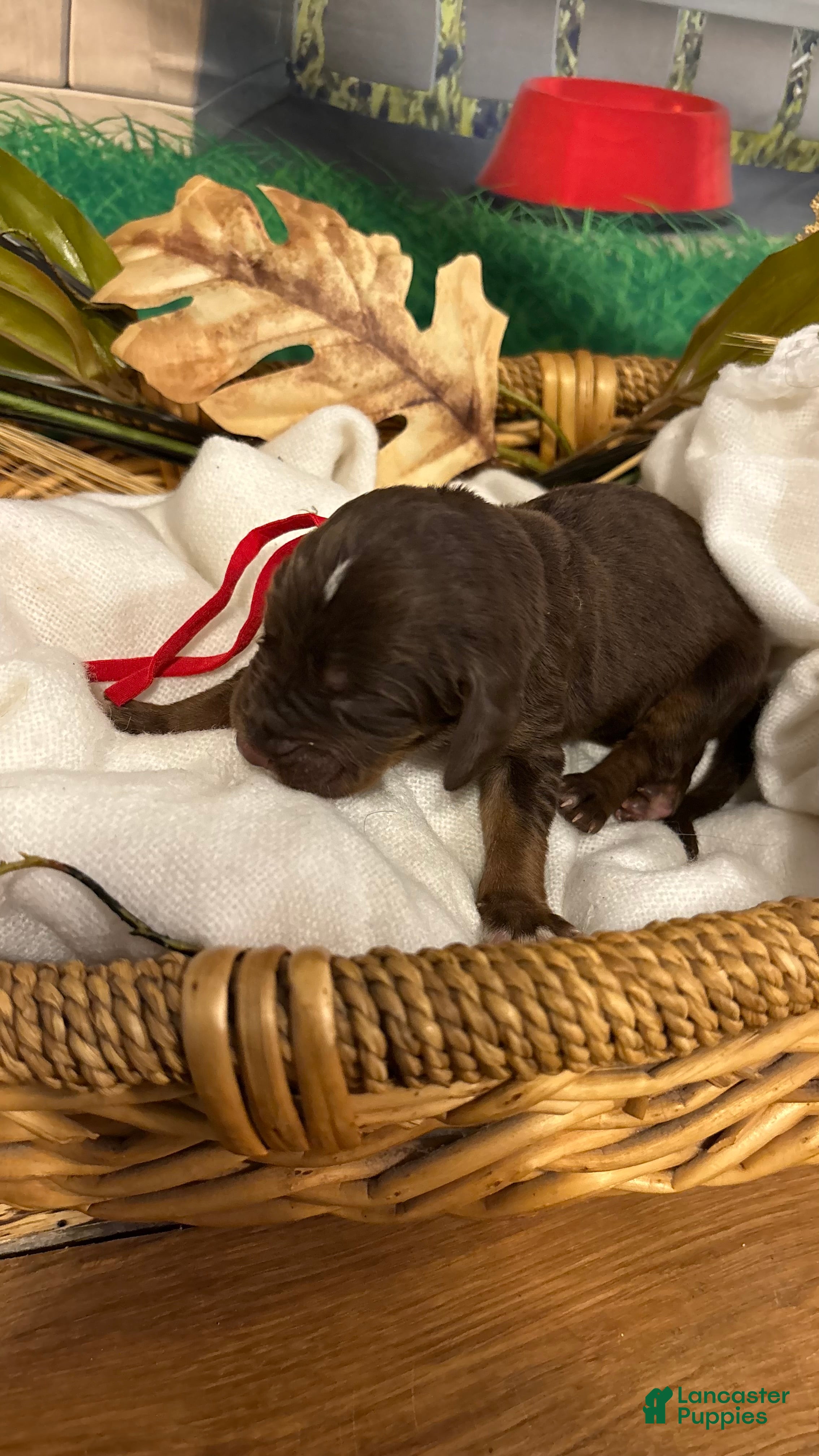 Bloodhound dogs for sale: Red collar female  - Ad 2