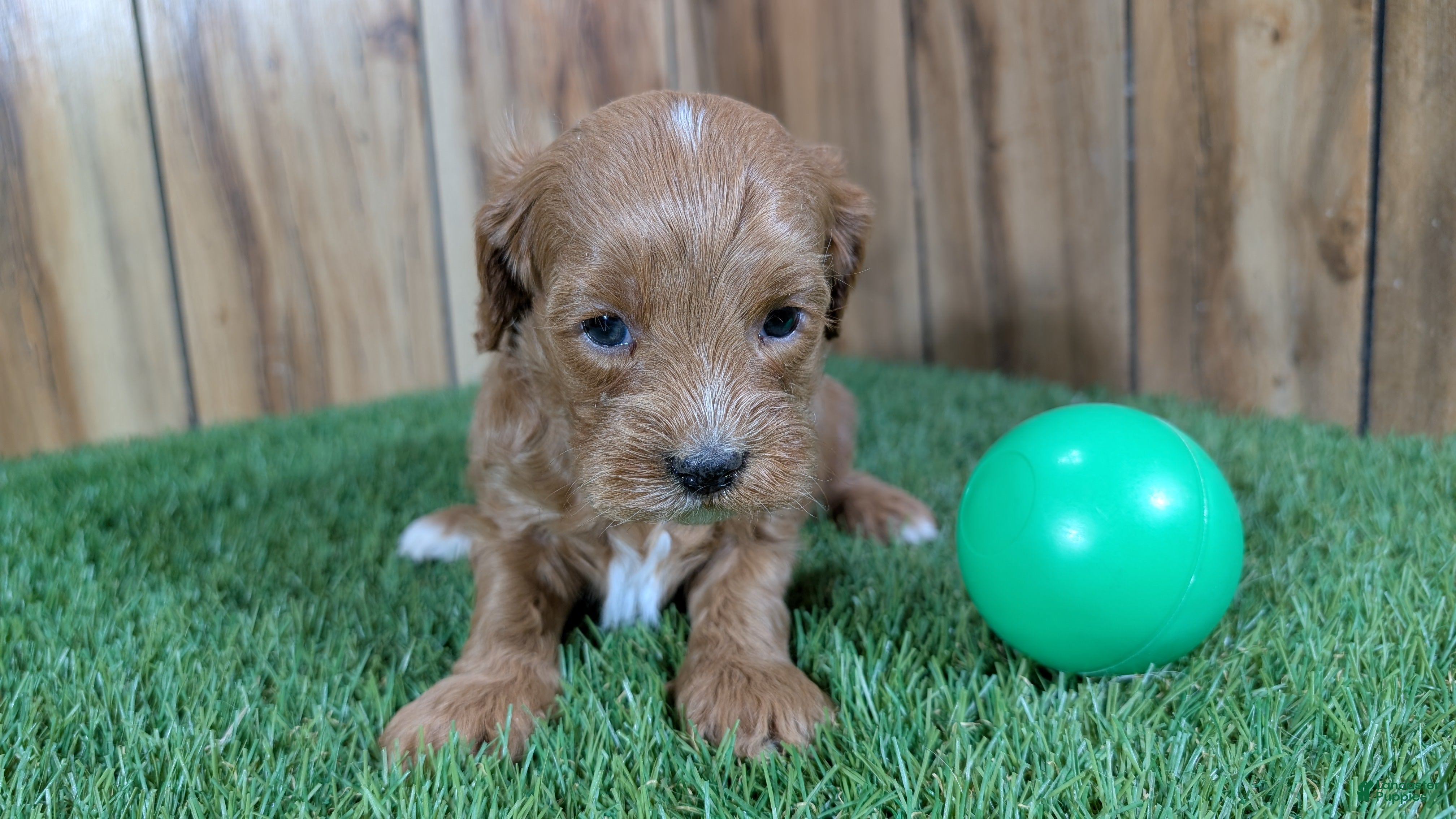 Cavapoo dogs Mabeline Boy 2 - Ad 6