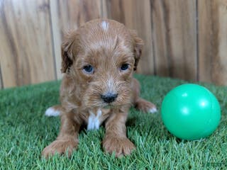 Cavapoo dogs Mabeline Boy 2 - Ad 5