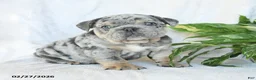 English Bulldog dogs for sale: Mr Blueberry - Ad 3