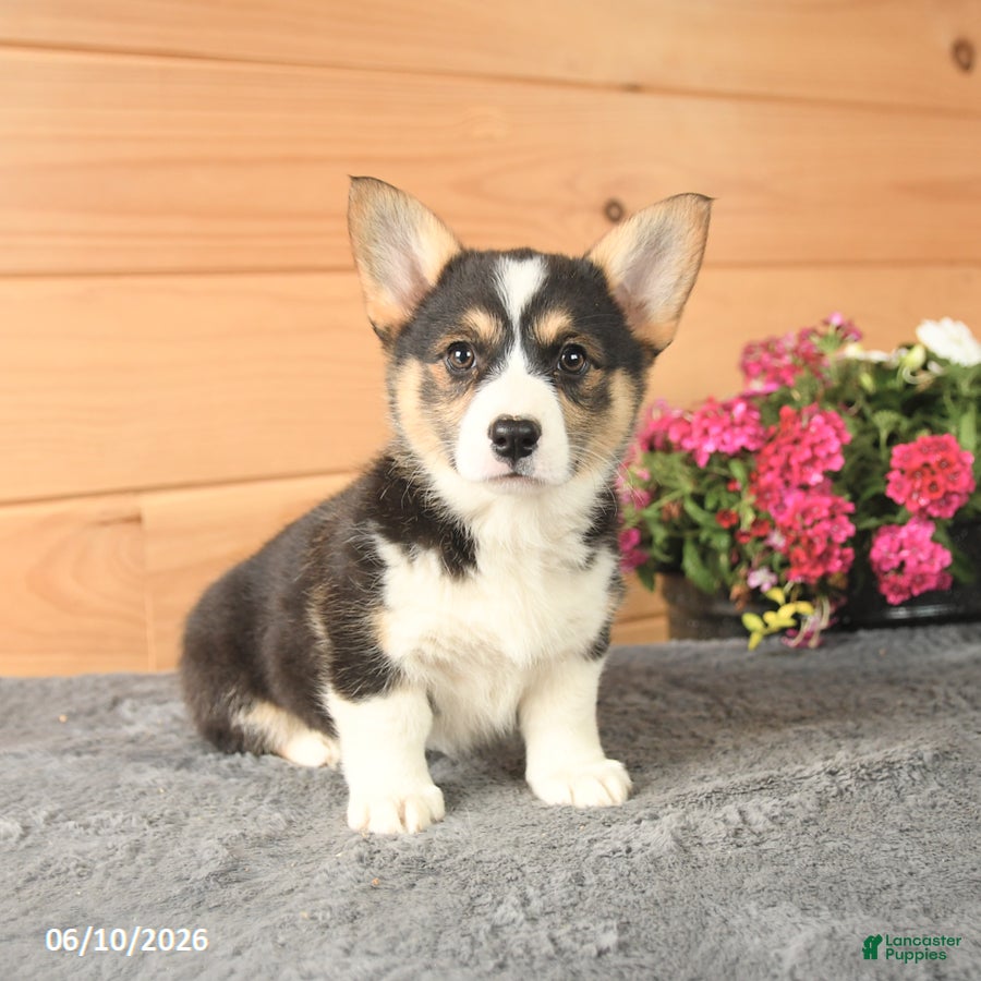 Welsh Corgi Pembroke dogs Diamond - Ad 1