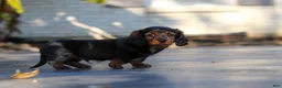 Miniature Dachshund dogs for sale: Frank - Ad 18