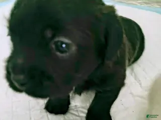Mixed Breed dogs for sale: Baby Dante - Ad 1