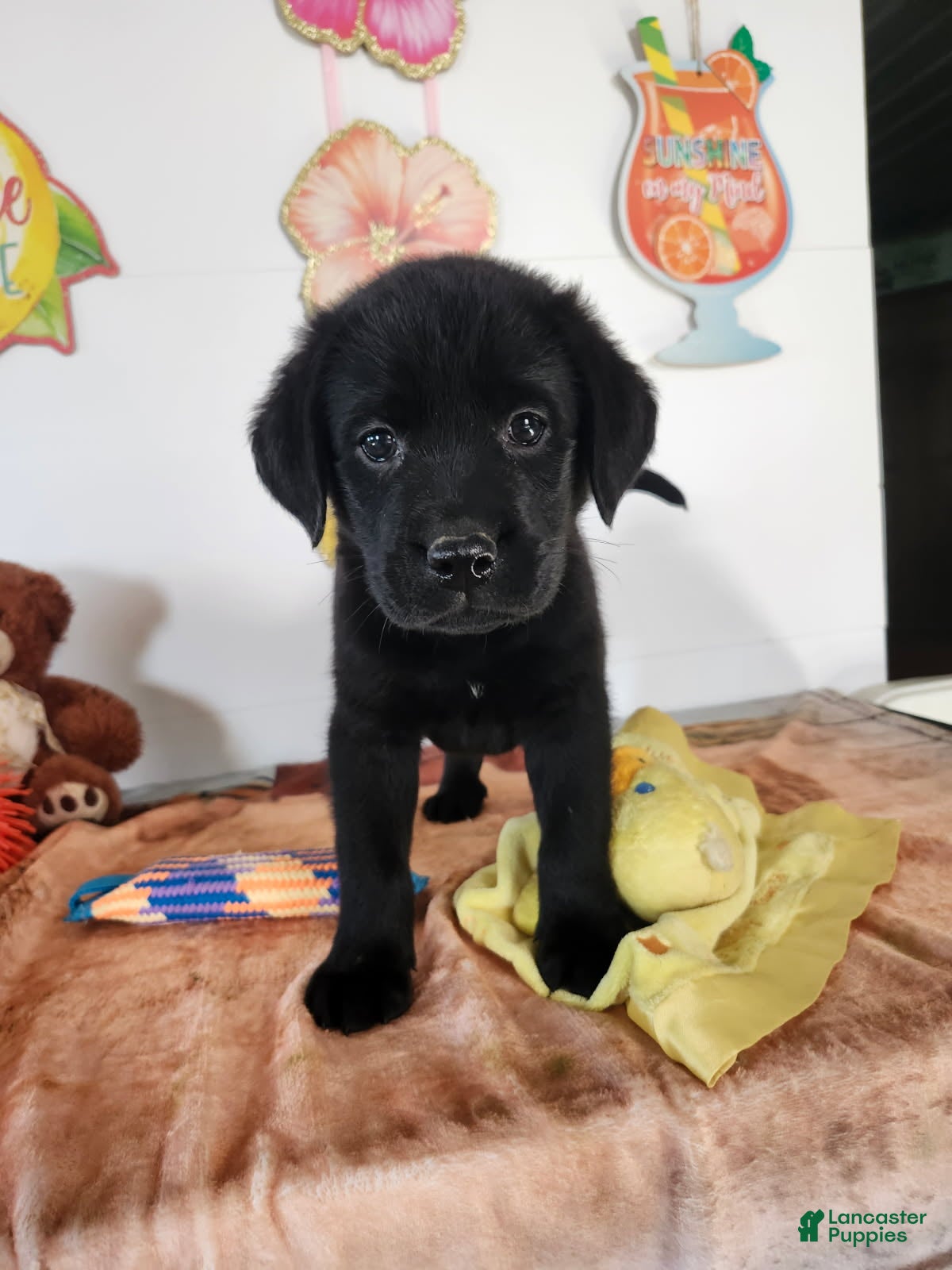 Labrador Retriever dogs Buddy - Ad 1