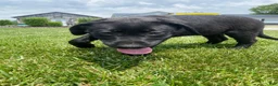 Mixed Breed dogs for sale: Mixed Breed 6 - Ad 7