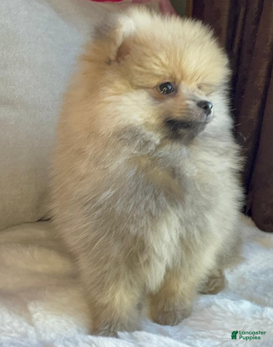 Pomeranian dogs for sale: Pomeranian Puppy George  - Ad 7