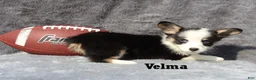 Welsh Corgi Pembroke dogs for sale: Velma - Ad 4