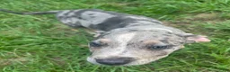 American Pit Bull Terrier dogs for sale: American Pit Bull Terrier 4 - Ad 5