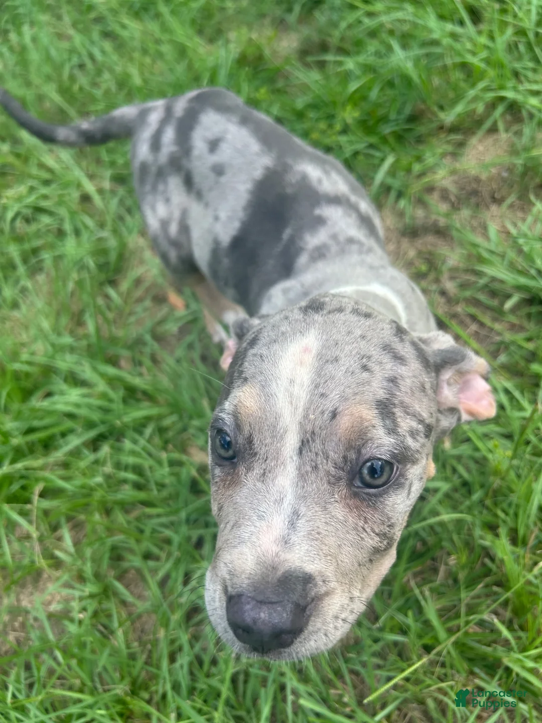 American Pit Bull Terrier dogs for sale: American Pit Bull Terrier 4 - Ad 5