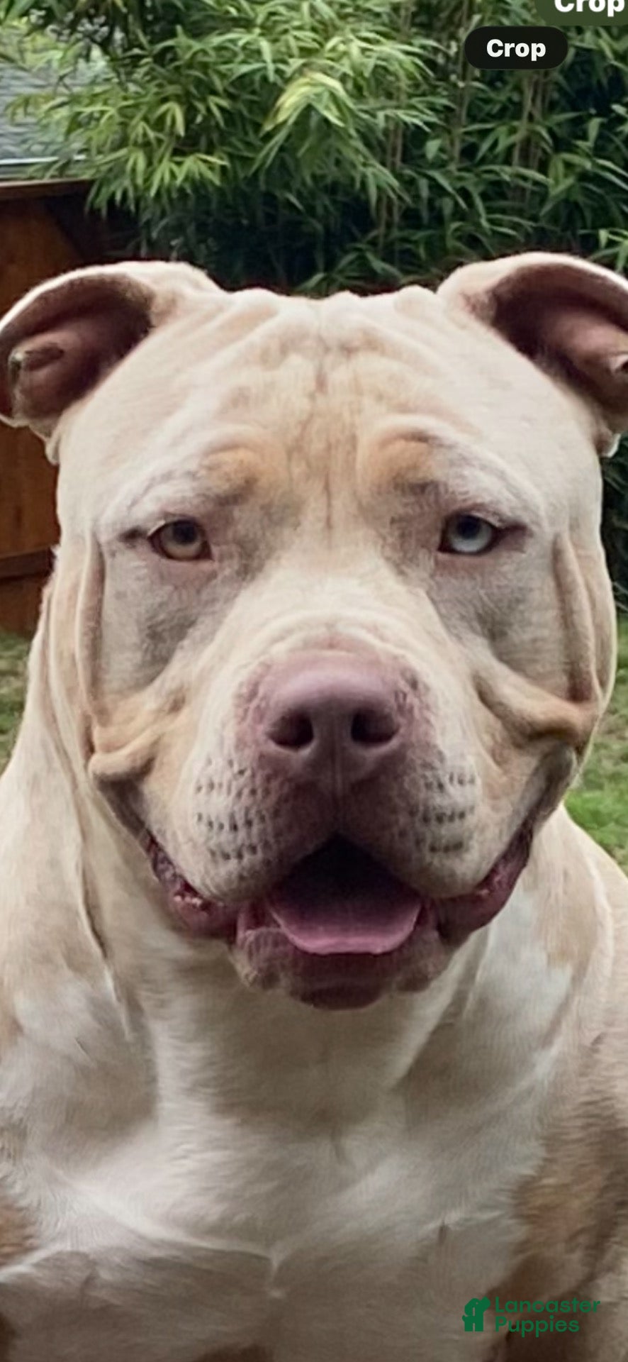 American Bully dogs American Bully 1 - Ad 2