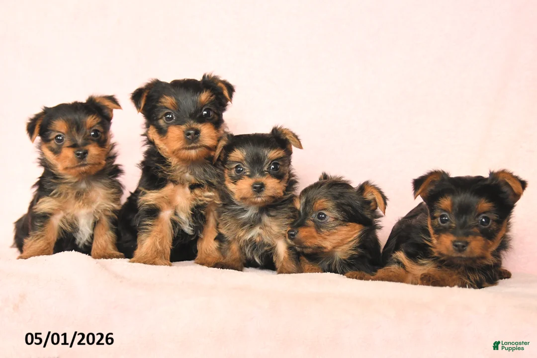 Yorkshire Terrier dogs for sale: Blake - Ad 3