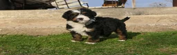 Mini Bernedoodle dogs for sale: Mini Bernedoodle Ryder - Ad 4