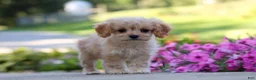 Cavapoo dogs for sale: Sky - Ad 7