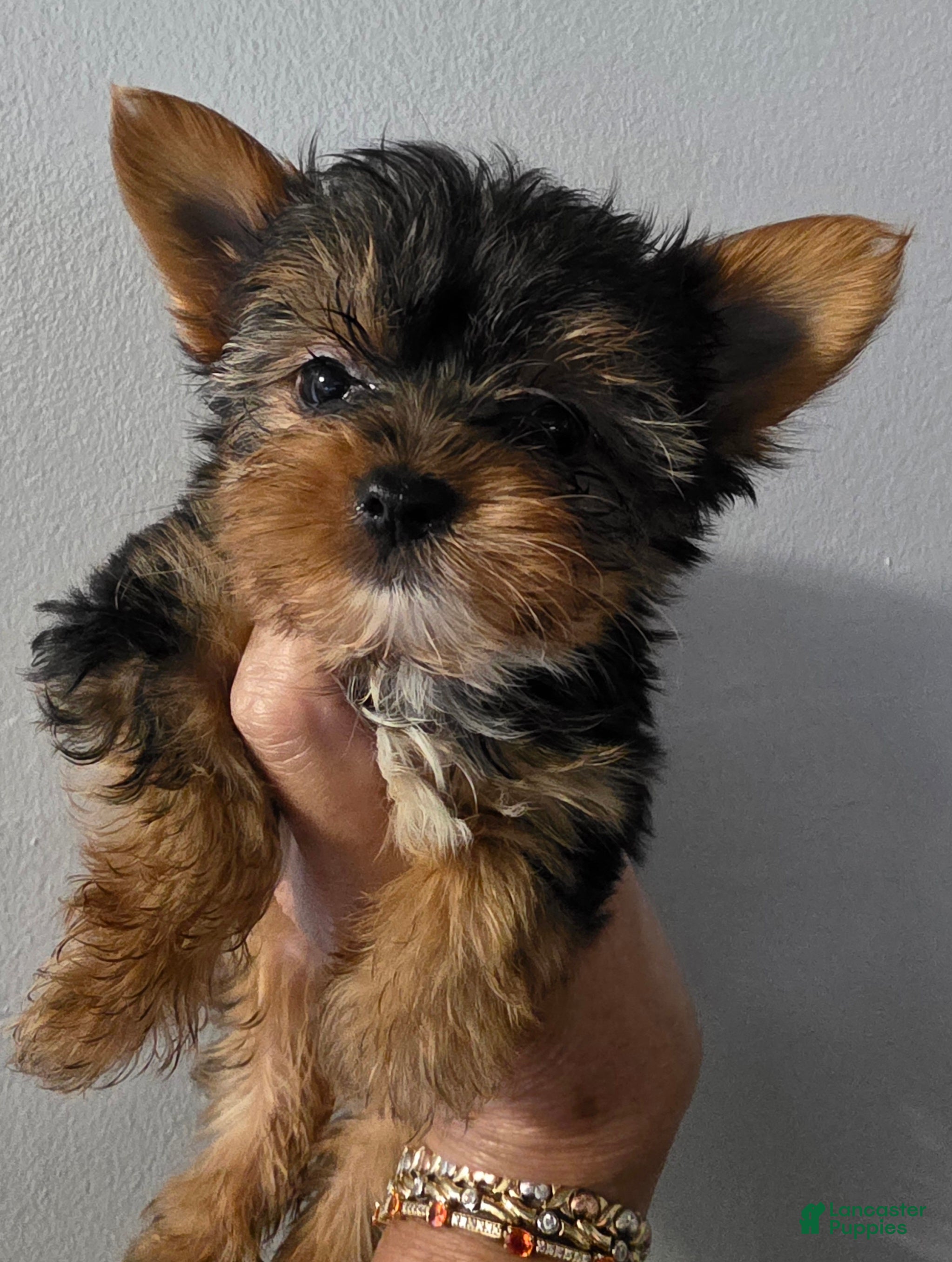 Yorkshire Terrier dogs AKC MIDNIGHT (Teacup) - Ad 1