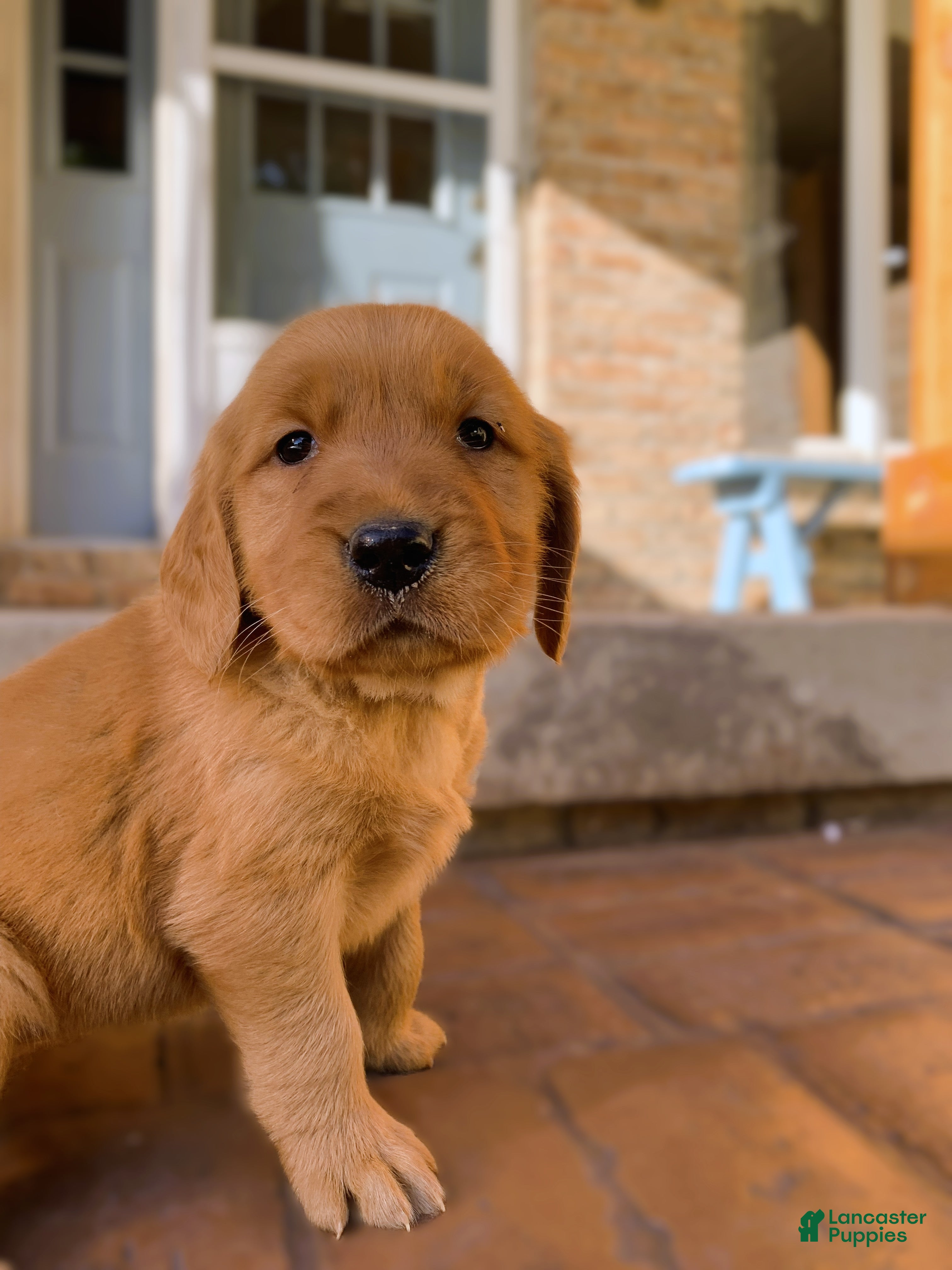 Golden Retriever dogs Jinx - Ad 1