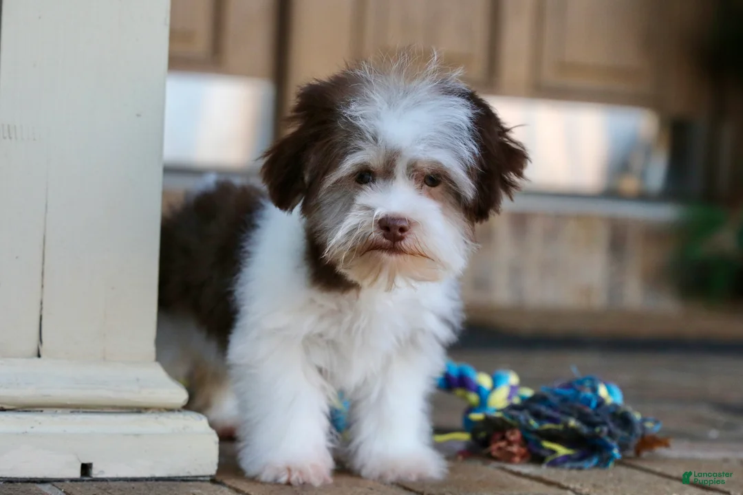 Havanese dogs for sale: Hope - Ad 14