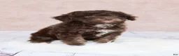 Cavapoo dogs for sale: F1B  Nutmeg - Ad 3