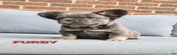 French Bulldog dogs for sale: Furby - Ad 2