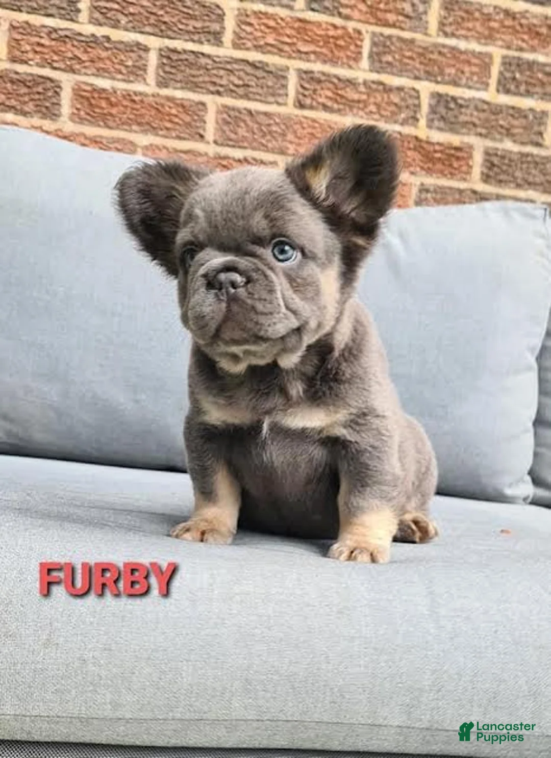 French Bulldog dogs for sale: Furby - Ad 2