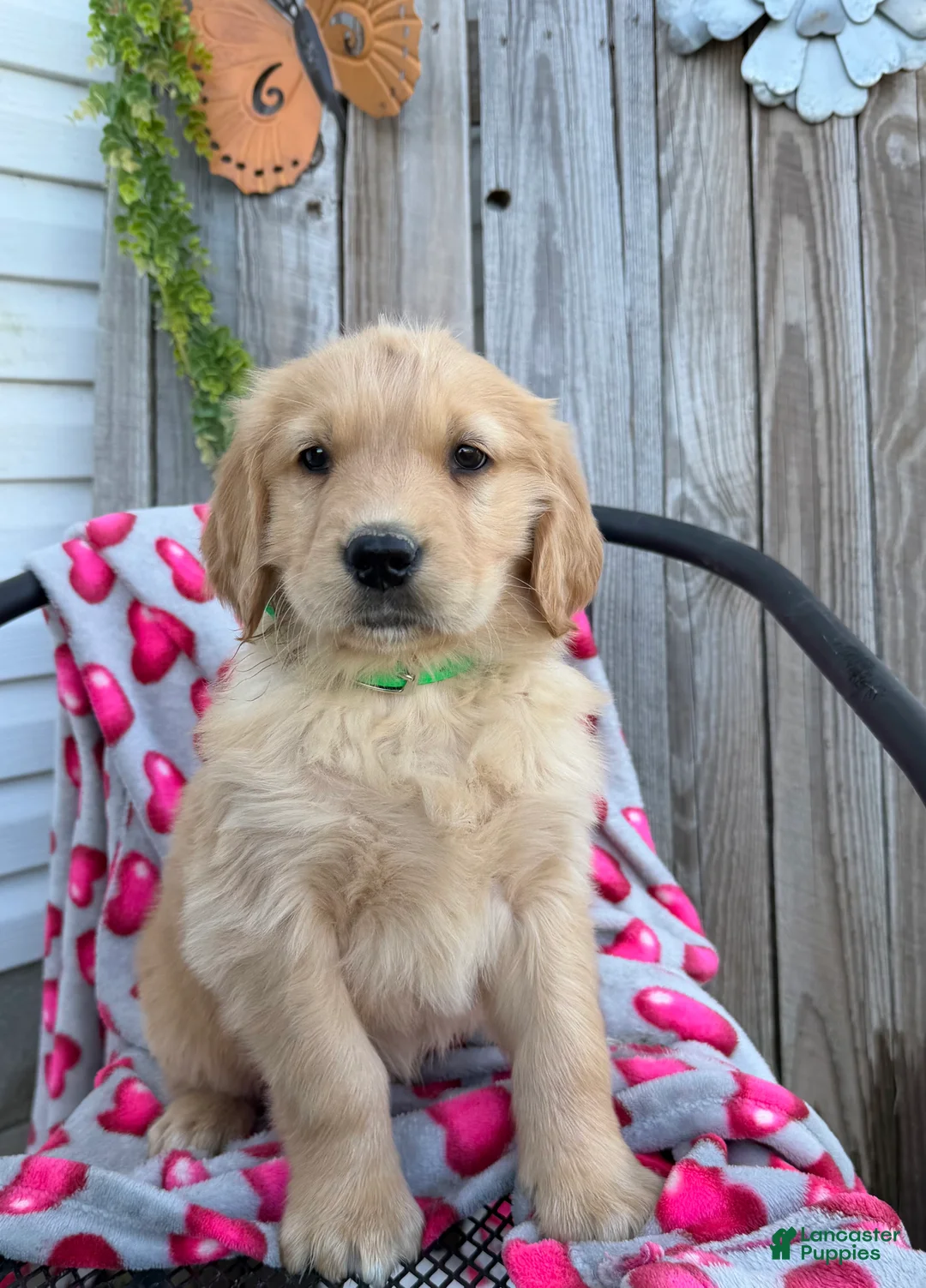 Golden Retriever dogs for sale: A J - Ad 4