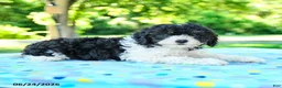Shihpoo dogs for sale: Shawn  - Ad 3