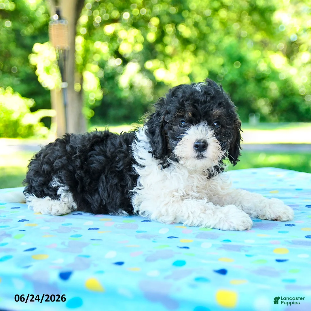 Shihpoo dogs for sale: Shawn  - Ad 3