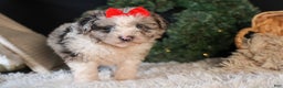 Mini Aussiedoodle dogs for sale: Gloria - Ad 10
