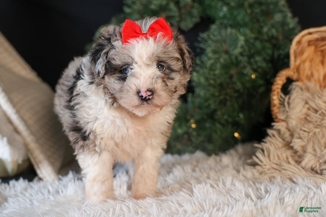 Mini Aussiedoodle dogs for sale: Gloria - Ad 10