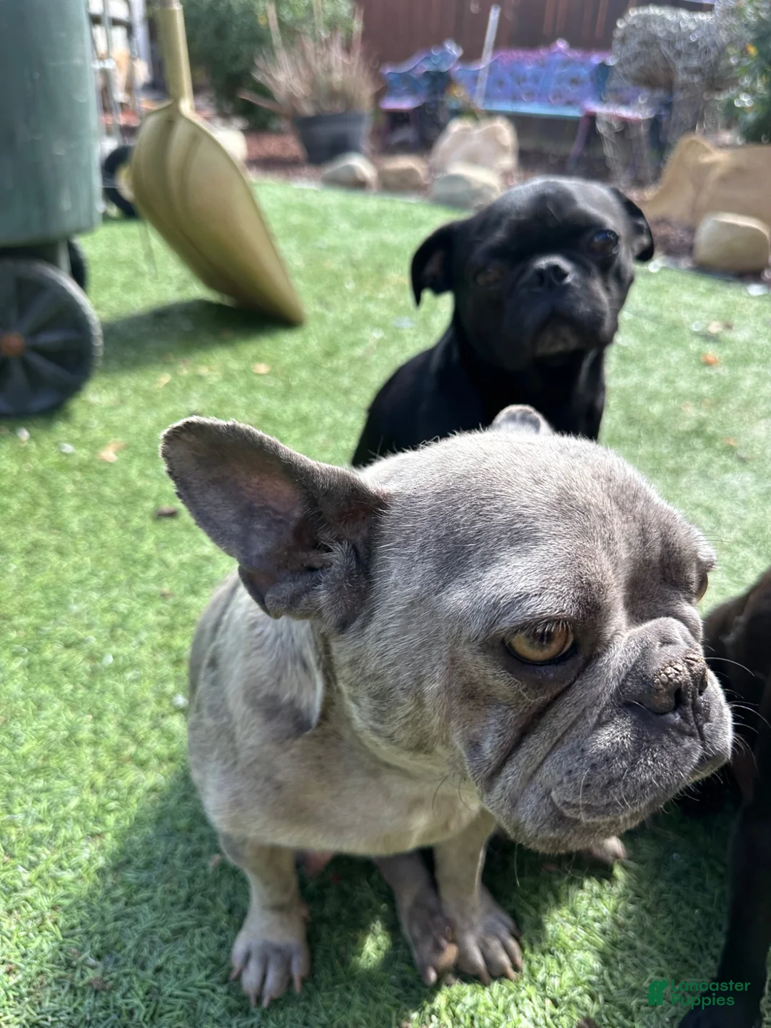 Frug dogs for sale: Frug 1 - Ad 5