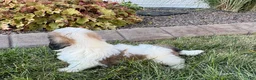 Mixed Breed dogs for sale: Lhasa/Coton male 4 - Ad 4