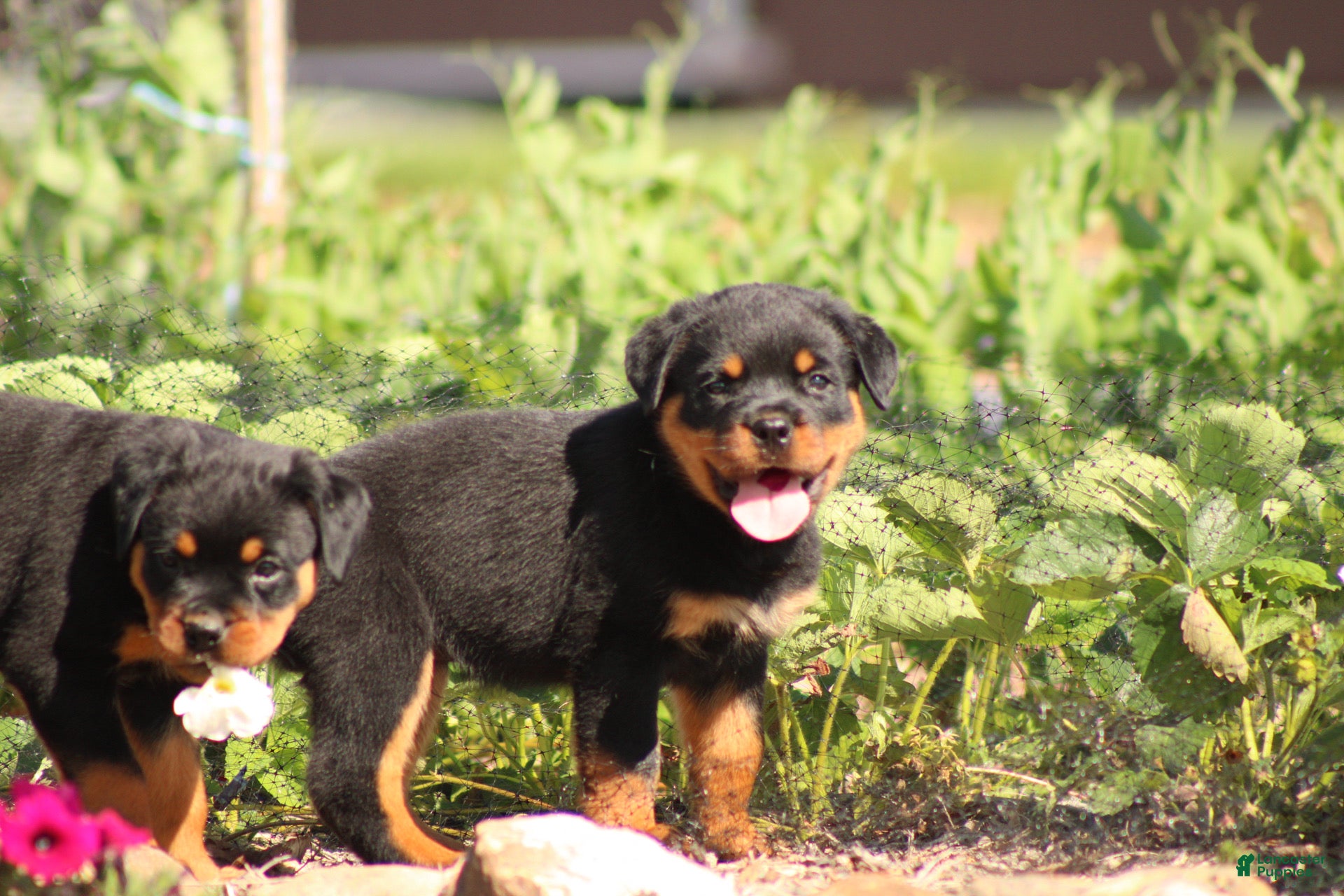 Rottweiler dogs Shasta - Ad 1
