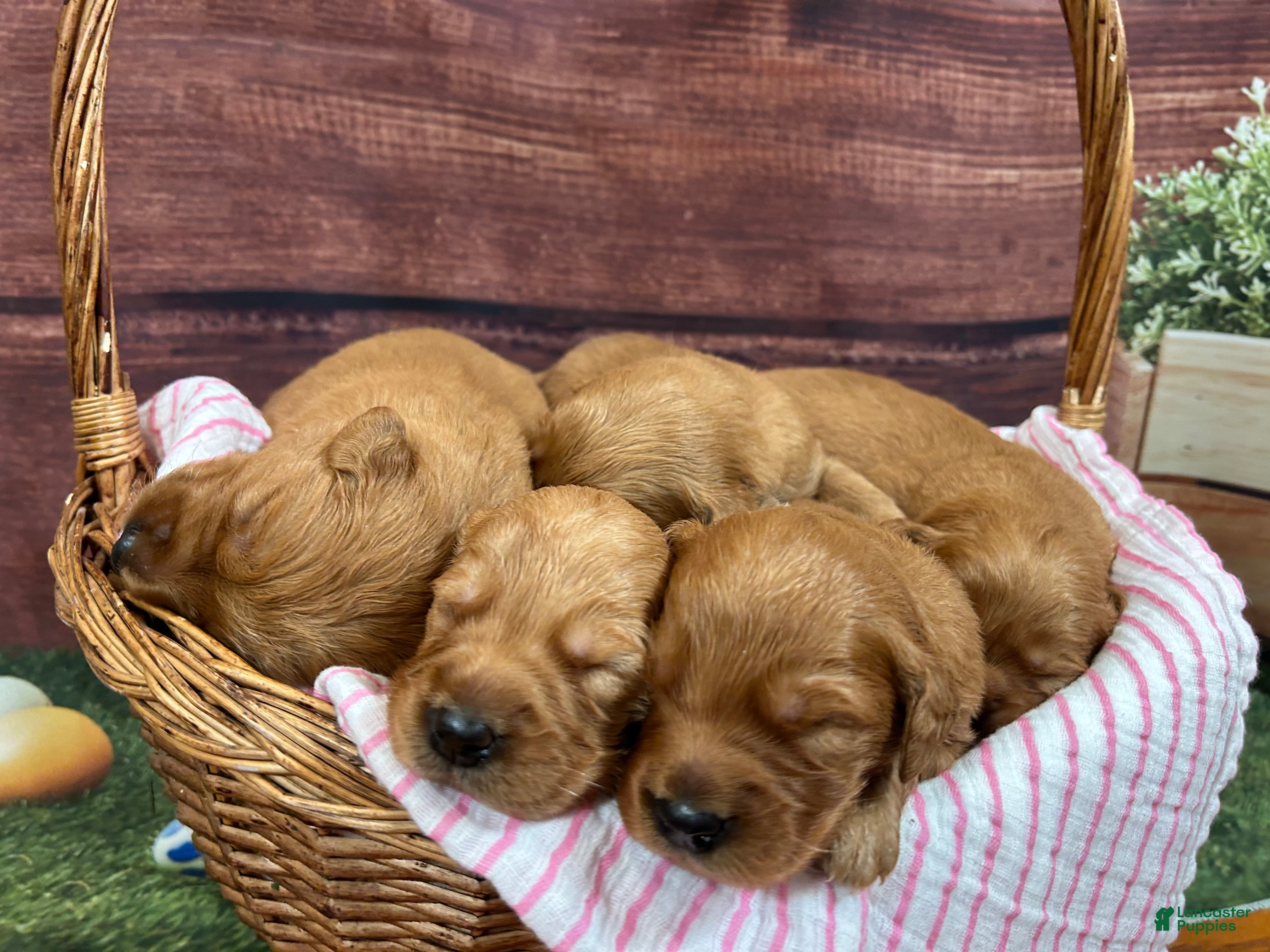 Golden Retriever dogs Goldie - Ad 2