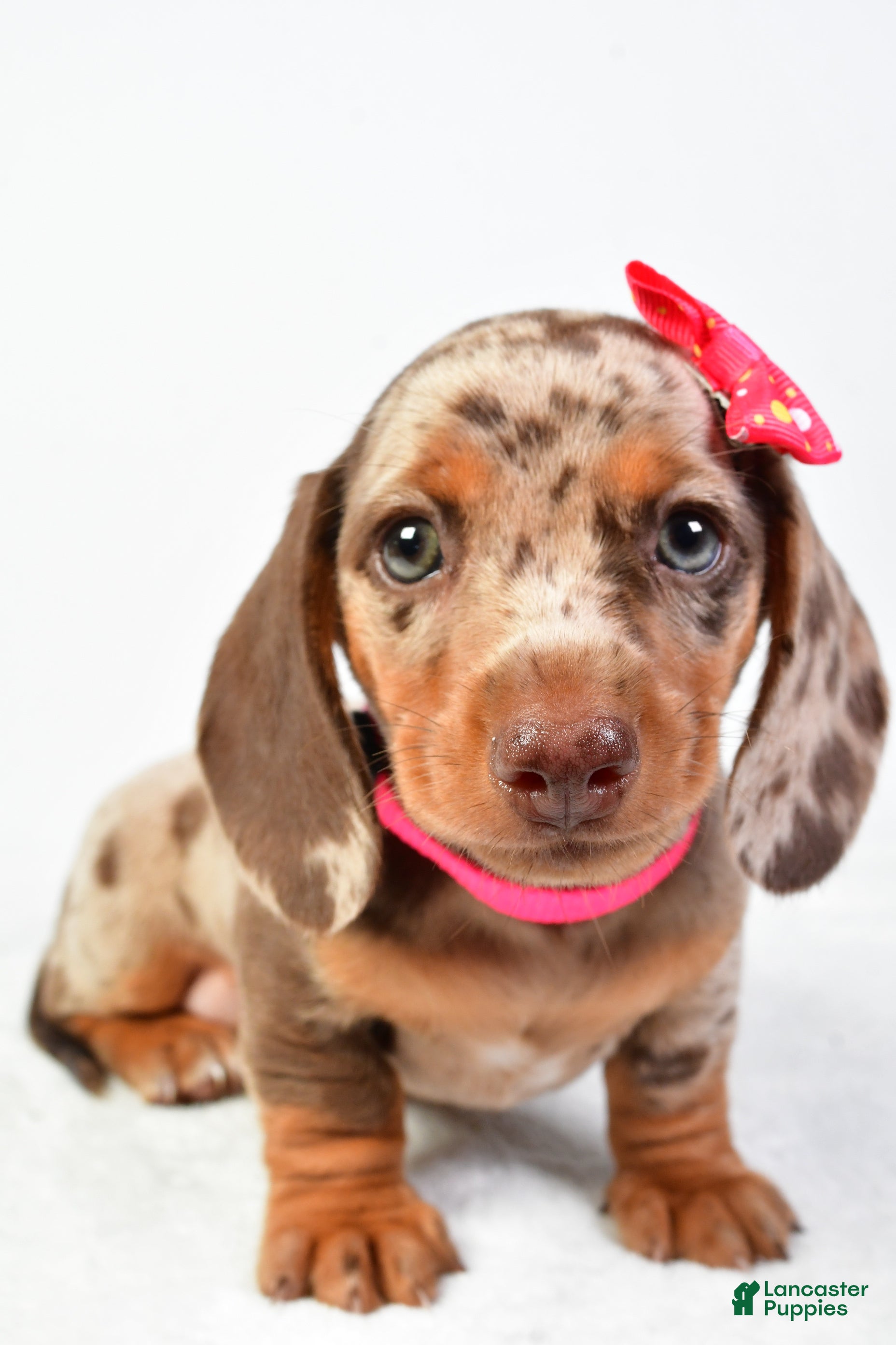 Miniature Dachshund dogs Sophia - Ad 2