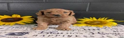 Goldendoodle dogs for sale: Lolly  - Ad 3
