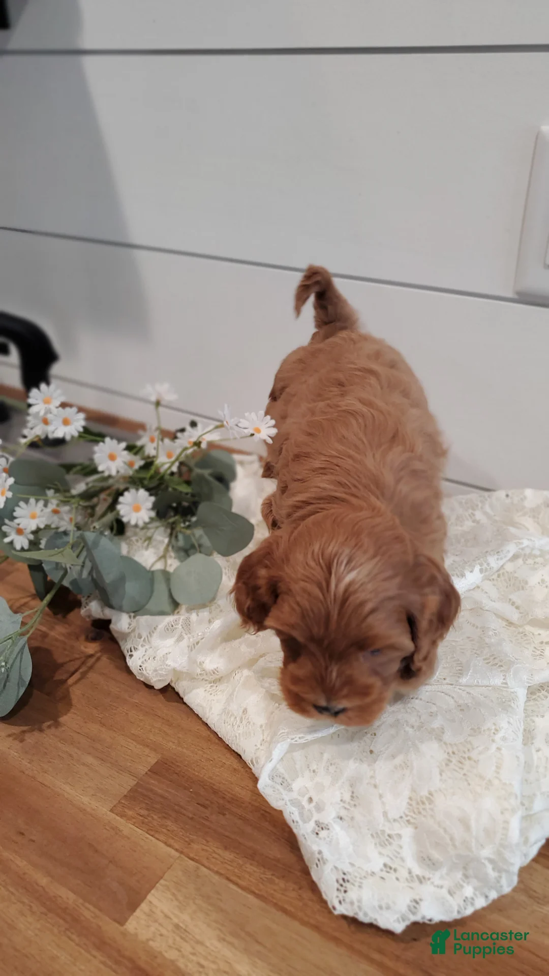 Cavapoo dogs for sale: Beau - Ad 3